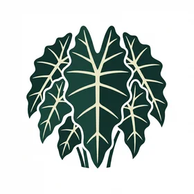 Alocasia Leaf