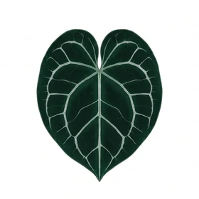 Anthurium Clarinervium