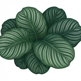 Calathea Foliage