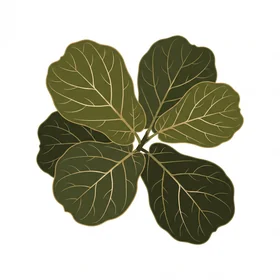 Fiddle Leaf Fig