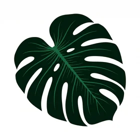 Monstera Botanical 1
