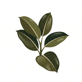 Rubber Tree