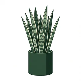 Snake Plant