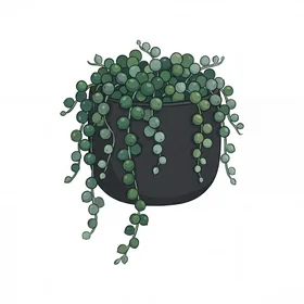 String of Pearls